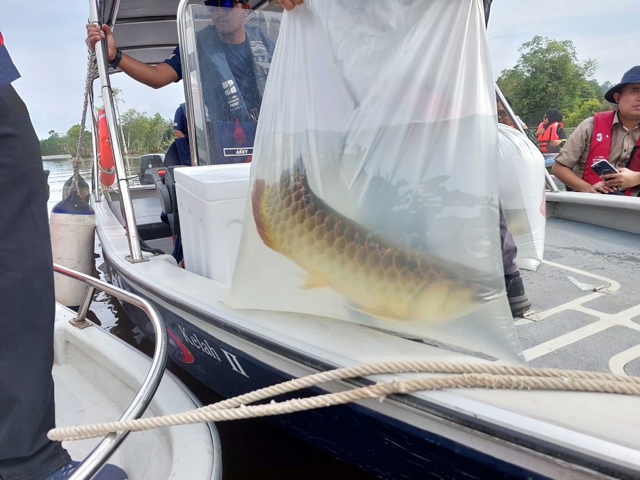 （大北马）渔业局再投放100只金龙鱼成鱼入武吉美拉湖  渔民反映已见幼鱼踪影 