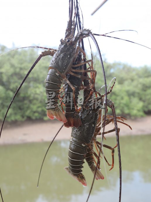 （已签发）柔：【特稿】边佳兰龙虾逐年递减，救龙虾宝宝人人有责，永续发展靠大家