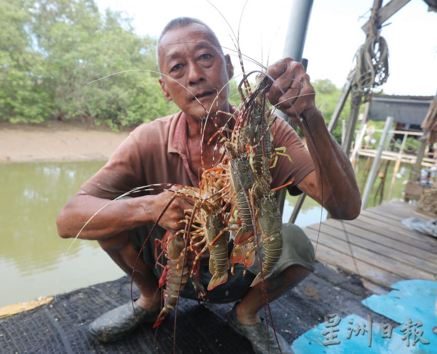 （已签发）柔：【特稿】边佳兰龙虾逐年递减，救龙虾宝宝人人有责，永续发展靠大家