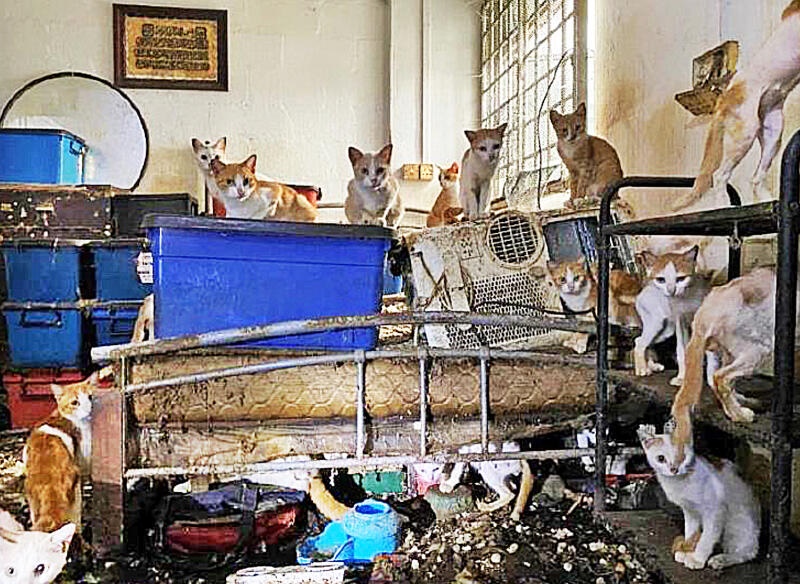 （已签发）柔：狮城二三事：狮城最大宗的虐待动物案：一屋43猫2死 狮城男面44项控罪被判监禁20天