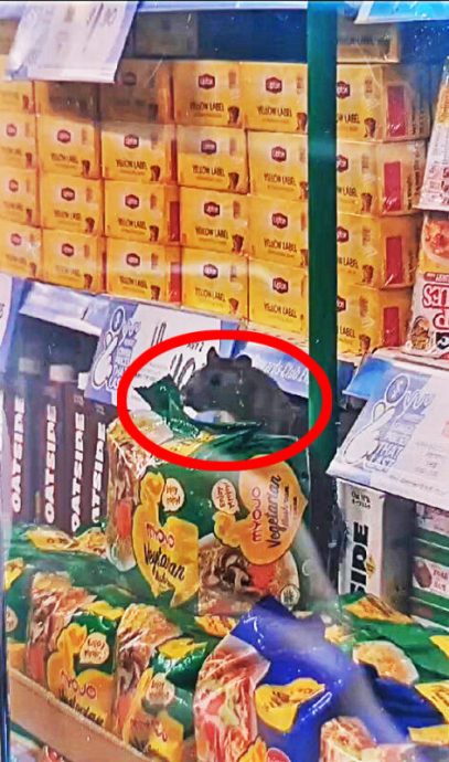 （已签发）柔：狮城二三事：狮城超市频现鼠踪　商家居民担忧