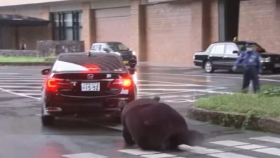 视频 | “父亲”卸任 “熊本熊”不舍追车仆倒