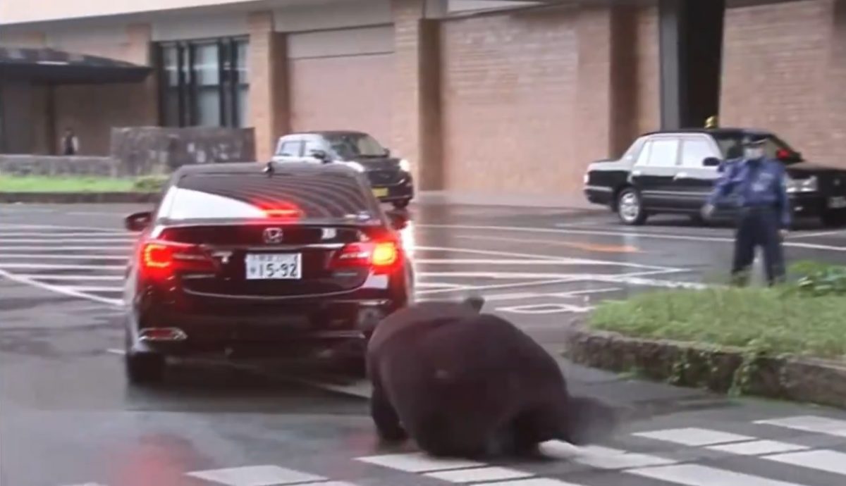 （视频）“父亲”卸任 “熊本熊”不舍追车仆倒