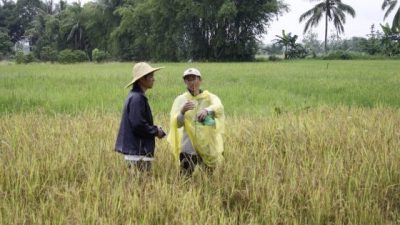 【本地科学家领导研究登上《自然通讯》】风吹谷如何渗透马来西亚和泰国稻田
