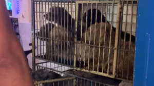 视频 | 35小狗受困脏乱公寓急救援！她哽咽：失去一条小生命