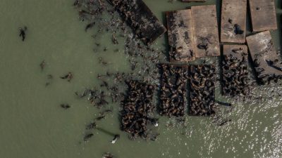 15年来首见！ 旧金山渔人码头  涌入千只海狮