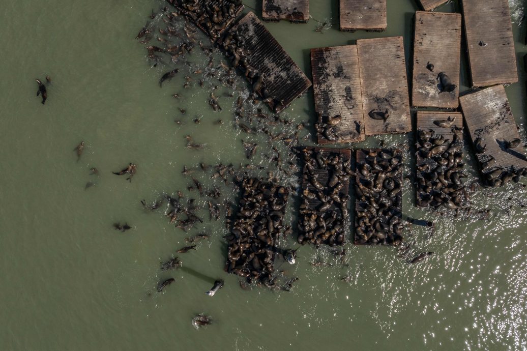 15年来首见！ 旧金山渔人码头涌入千只海狮