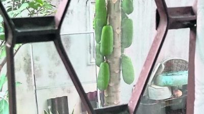 铁窗外的木瓜树 / 冰谷（双溪大年）