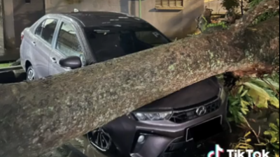 視頻｜剛到手不到2個月！新車被大樹砸中