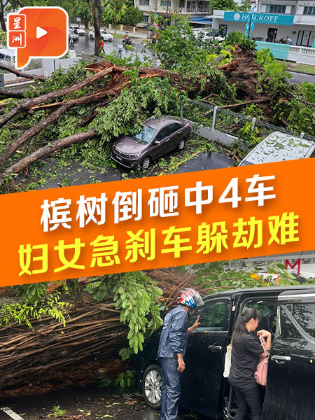 槟城树倒砸4车 妇女急刹车逃过一劫