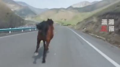 他骑脚车偶遇一匹马！“想超车却被远远甩开”
