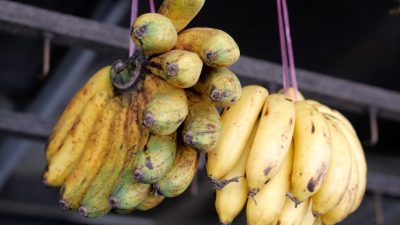 失业汉偷香蕉被判监禁30天