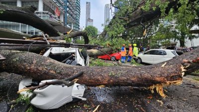 视频 | 大树在暴风雨倒下 压毁车辆 单轨火车服务也受影响