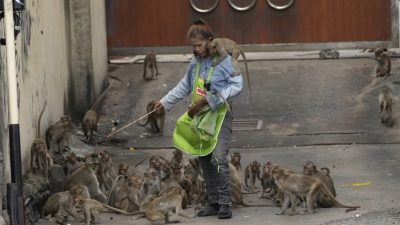 《猩球崛起》真實版？3500只野生猴 佔領泰國觀光勝地