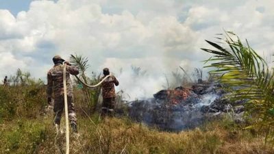 德囊垦殖区大约1000棵油棕树苗 周六（11日）早上一场火灾中被摧毁