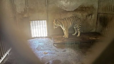 中国动物园20头东北虎“非正常死亡”　 虎宝宝尸体仍放冰柜