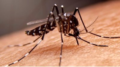 卫生总监：今年40人蚊症死 气候转变加快繁殖 黑斑蚊更多