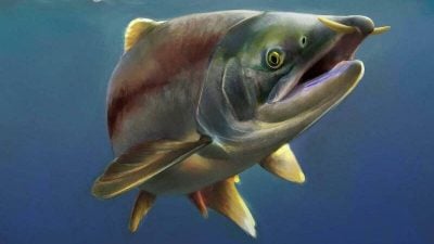 体长近3公尺！史前巨鲑考古新发现 “剑齿变獠牙”