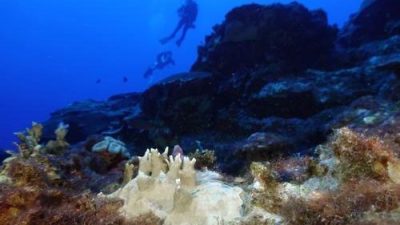 全球珊瑚礁白化扩大又加深 扩及62国家与地区