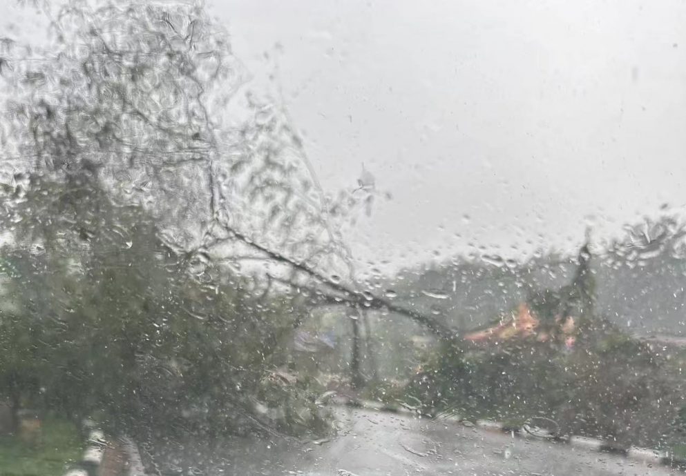 和丰狂风暴雨 丰利园大树连根拔起