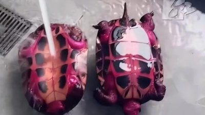 喂烏龜食火龍果　一夜進化成“炫彩神龜”全身紫紅色