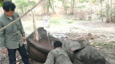 大象陷入沼泽多日 抢救10天仍不治