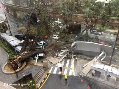 城市树木倒塌主因 专家: 欠缺保养维护