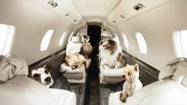 寵物狗航班美國首飛　　　一人一狗票價6000美元
