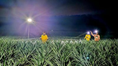 Night farming explored to produce more pineapples