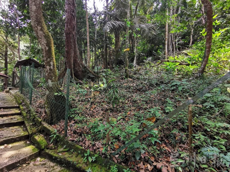 *已签发*柔：民生特工队：峇龙华山庄休闲森林设施年久失修，登山客步步惊心