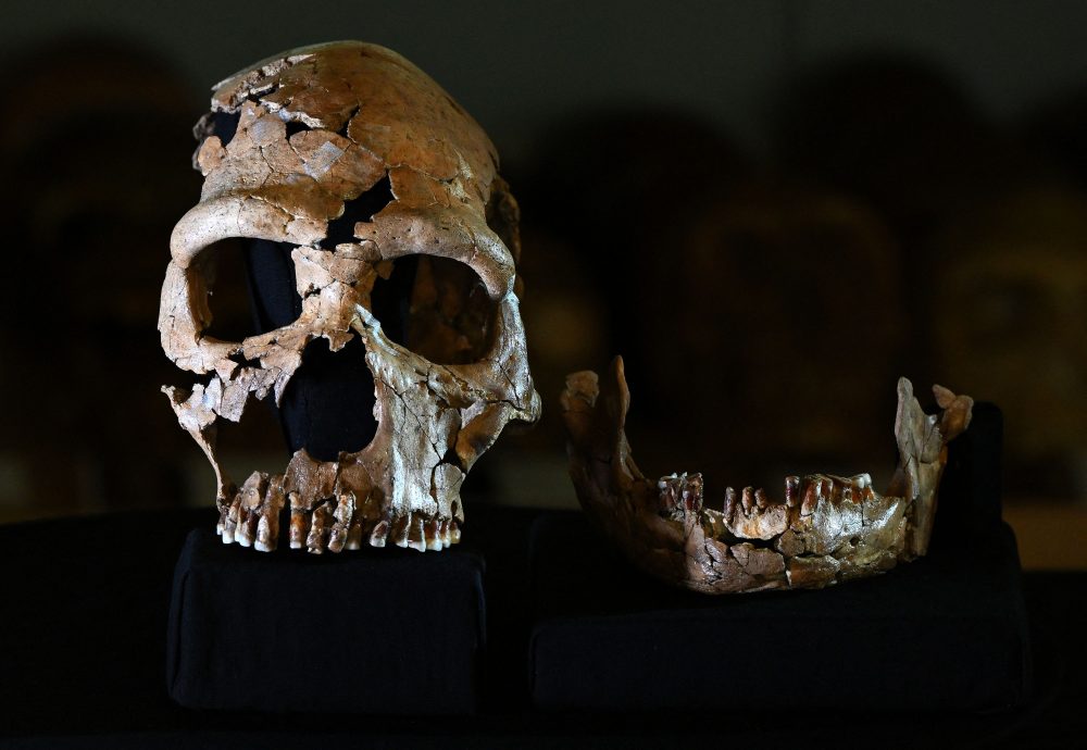 拼盘 7.5万年前古人类面孔曝光