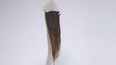世界最贵一根羽毛  拍卖逾10万　