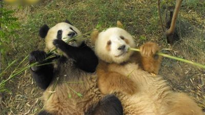 大熊猫不只有黑白色  秦岭时隔6年再次发现棕色大熊猫