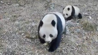 秦岭拍到两对野生大熊猫母子同框画面