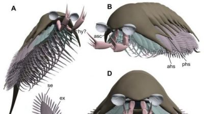 科研人员还原5.2亿年前长尾螳螂虫面貌