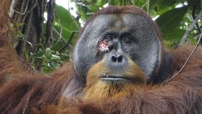 世界首例！超神红毛猩猩“自制草药”敷伤口　治疗两个月痊愈
