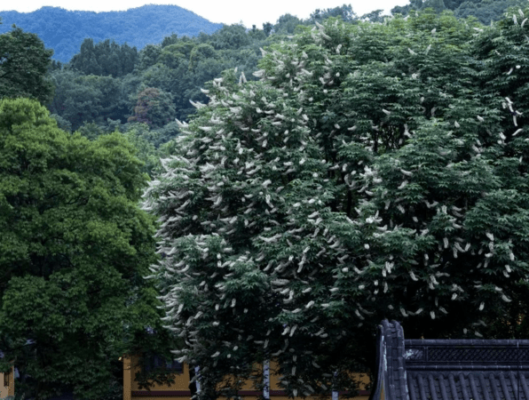 杭州灵隐寺600岁“佛门圣树”开花　民众争相前往许愿