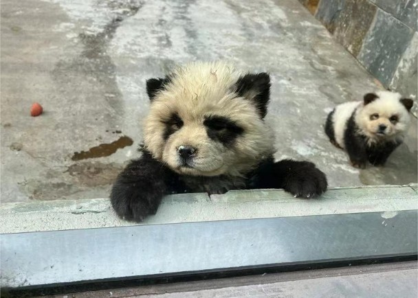 松狮狗染色变熊猫　动物园：没标注就不算虚假宣传
