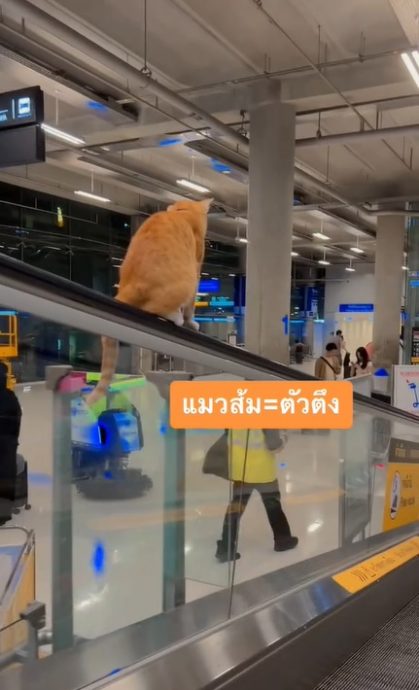 橘猫曼谷机场搭手扶梯成网红 民众慕名而来拍照