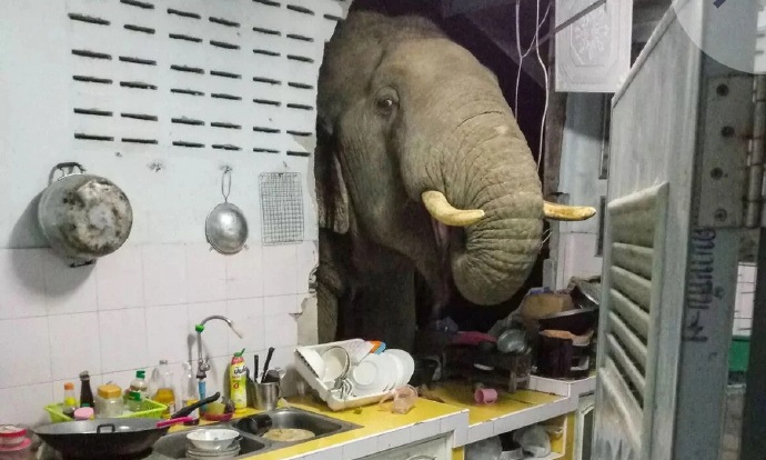 泰国大象袭击事件频发 6年已致150人死亡