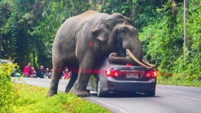 泰国大象袭击事件频发 6年已致150人死亡