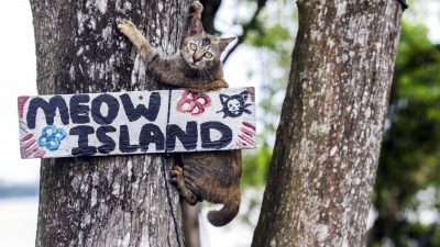 流浪猫的天堂 猫岛收留逾60猫