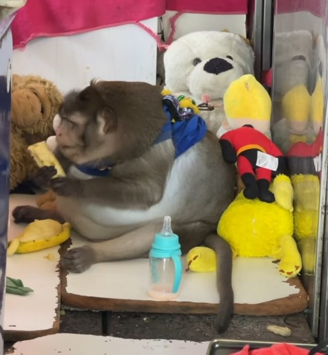 游客整天喂垃圾食物 曼谷“世界最胖猕猴”肥死