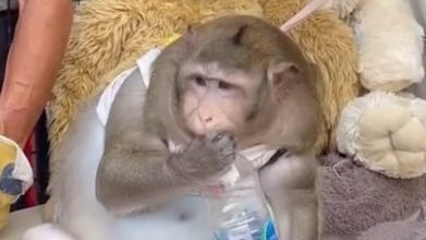 游客整天喂垃圾食物 曼谷“世界最胖猕猴”肥死