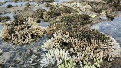 被热海水“烫死”  海洋公园处处白珊瑚好可怕