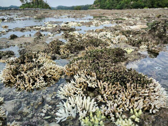 热海水“烫死”珊瑚 海洋公园处处白珊瑚好可怕	