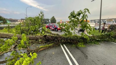 狂风暴雨万里望数地倒树 驾驶人士受促小心