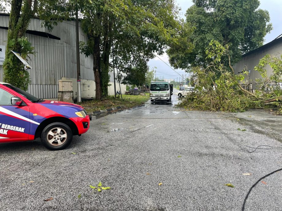 狂风暴雨万里望数地倒树 驾驶人士受促小心