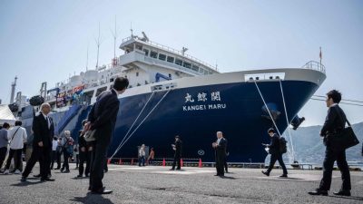 日本新捕鯨母船“關鯨丸”啟航   展開首次捕鯨活動