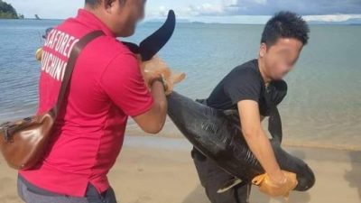 酒店岸边发现海豚尸  砂森林机构展开调查